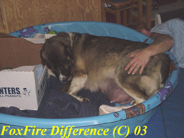 Our dogs are our family first