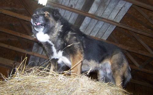 FF Jlo UKC Grand Champion OFA Excellent