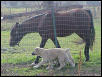 Horse dog