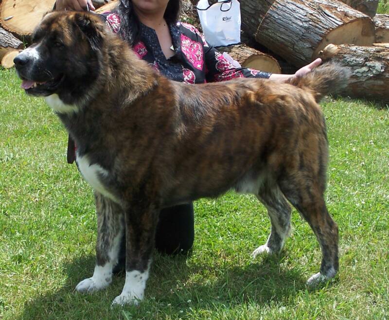 UKC Grand Champion FF Saber Best in show