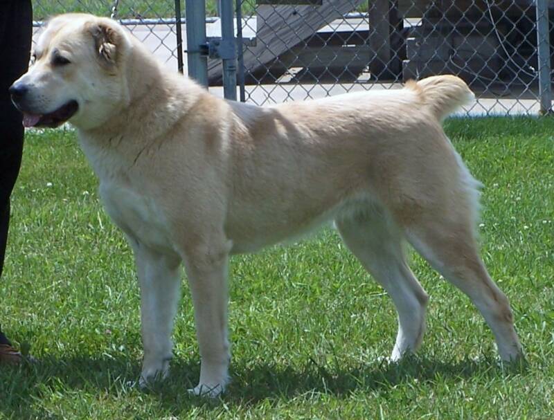 FF Sheeba