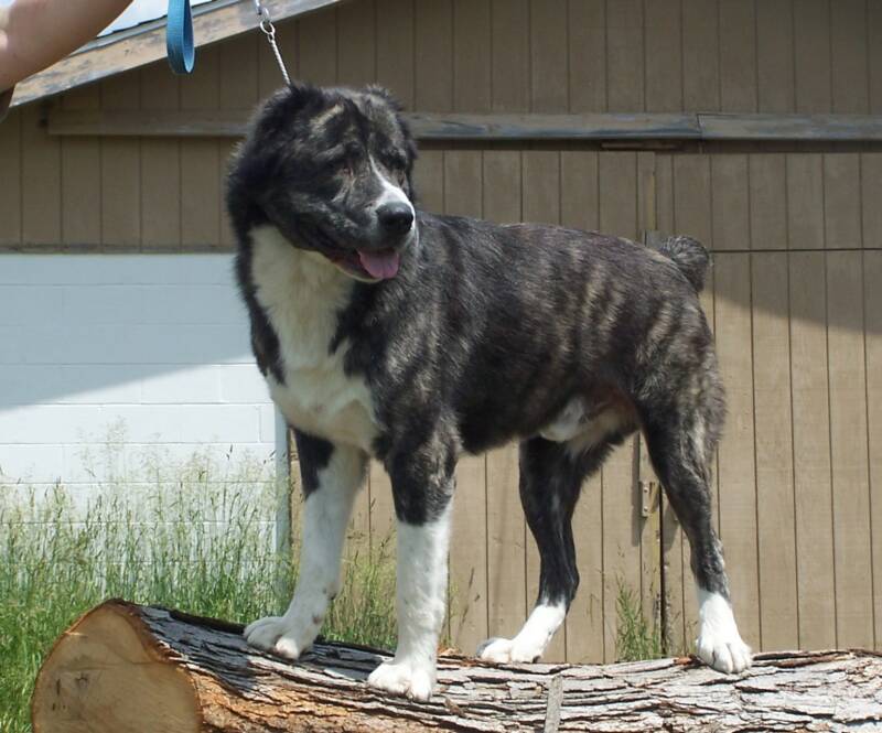 UKC Champion FF Gandy Best in show CGN