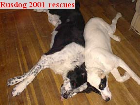 ist rescues i did rusdog