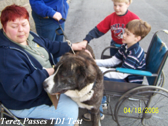 Teddy pass therapy dog test